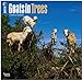 Goats in Trees 18-Month 2015 Calendar