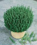 Thyme Seeds - Thymus Vulgaris - .02 Grams - Approx 100 Gardening Seeds - Herb Garden Seed