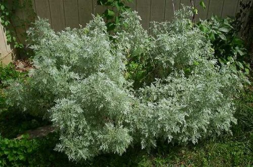 Wormwood