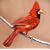 Old Crows / Young Cardinals