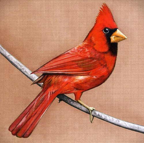 Old Crows / Young Cardinals