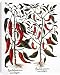 Canvas Prints of RED PEPPER PLANTS, 1613. (Piper sp.) In fruit and in flower engraving for from Granger Art on Demand