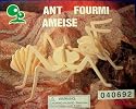 "ABC Products" Wooden Dinosaur Assembling Skeleton Kit (Ant)