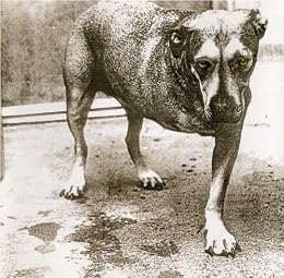 Alice in Chains Picture 3