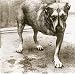 Alice in Chains