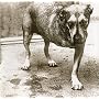 Alice in Chains