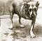 Alice in Chains Picture 3