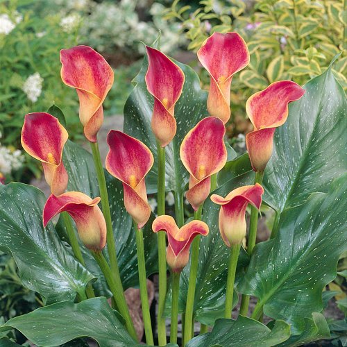 Zantedeschia Calla Lily Indian Summer 1 flower bulb