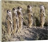 Box Canvas Print of A pack of meerkats on the edge of the Ntwetwe salt from AWL Discover Images.com