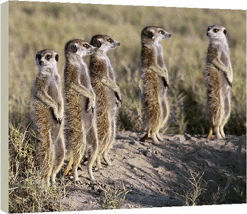 Box Canvas Print of A pack of meerkats on the edge of the Ntwetwe salt from AWL Discover Images.com