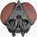 Fly Insect Half Mask Adult Halloween Costume Accessory (DSP12)