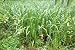 Marshland Plant Acorus Calamus Closeup - 24