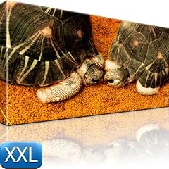 Schildkr�ten Bild Bilder auf Leinwand Tiere 100x55 XXL XXL Bilder / Wandbilder / Kunstdruck / Leinwandbild / Pictures on Canvas Besser als Poster !