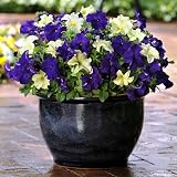 Amazon / Hirts: Seed; Annual: Blueberry Lime Jam Petunia 2 Colors-10 Fuseable Pellets