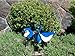 In the Breeze 2818 — Baby Blue Jay Ground Spinner — Small Wind Spinner for Gardens, Planters, Flower Pots, Yards