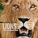 Face to Face with Lions (Face to Face with Animals)