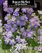 Aimers 3211 Forget-Me-Not Victoria Lavender Seed Packet