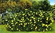 Alamanda in Bloom, Florida - Fine-Art Gicl&eacute;e Photographic Print - 8"x10" Enlargement from a Classic Vintage Postcard