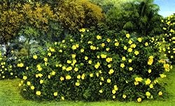 Alamanda in Bloom, Florida - Fine-Art Gicl??e Photographic Print - 8"x10" Enlargement from a Classic Vintage Postcard
