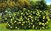 Alamanda in Bloom, Florida - Fine-Art Gicl??e Photographic Print - 8"x10" Enlargement from a Classic Vintage Postcard