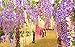 FatColo 12-Piece Artificial Wisteria Vine Ratta Silk Flowers, 3.4-Feet, Purple