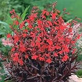 ロベリア「ロシアン・プリンセス」