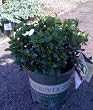 Gardenia Kleim's Hardy Two Gallon
