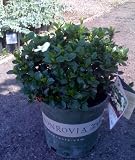 Gardenia Kleim's Hardy Two Gallon