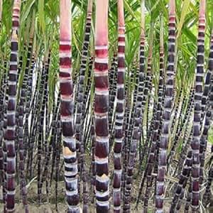 sugarcane plants sugar cane tropical stem varieties leaves garden lawn amazon