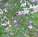 No. 118 Dwarf Mix 50 Malvas Merlin, Zebrinia, Mauritiana Hollyhock Flower Seeds Plus Additional Seed Package