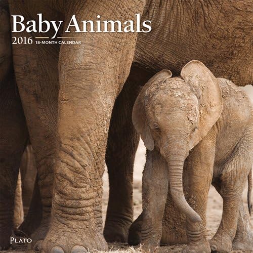 Baby Animals - 2016 Calendar 12 x 12in