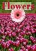 Book Flowers (Plant Parts)