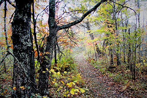 Amazon.com Art: 16x24 in. Gregg Otteson October : C-Print : Gregg Otteson