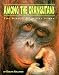 Among the Orangutans
