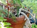 Rare Black Rabbit's Foot Fern 3" pot - Davallia - Easter Plant