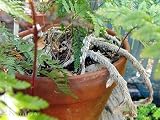 Rare Black Rabbit's Foot Fern 3