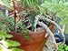 Rare Black Rabbit's Foot Fern 3