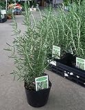 【特選ハーブ苗セット販売】ローズマリー　立ち性　10ポットセット（３．５号） 【まとめ売り】