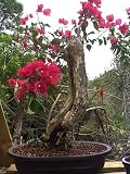M&M BONSAI BOUGAINVILLEA BONSAI TREE 2
