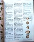Flowering plants of the world