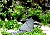 Details zu "Wasserpflanzen Set für 200 l Aquarium, Becken (11)" Details zu "Wasserpflanzen Set für 200 l Aquarium, Becken (11)"