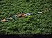 Barques prises dans les jacinthes d'eau sur le Nil - Egypte by Yann Arthus-Bertrand. Size 14.56 X 10.62 Art Poster Print