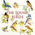 Wrens, Warblers & Sparrows