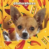 Chihuahuas 2007 Calendar