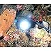SecurityIng Waterproof 1000Lm XM-L2 U2-1A LED IP68 Diving Flashlight 250M Lighting Distance Maximum 150 Meters Underwater Distance with Magnetic Switch (Without Battery)