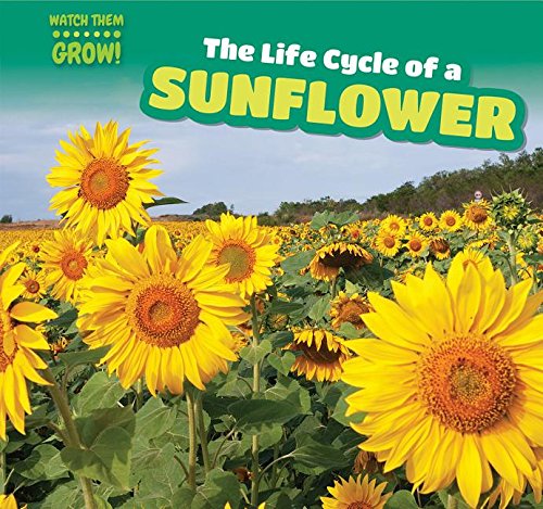 The Life Cycle of a Sunflower (Watch Them Grow!)