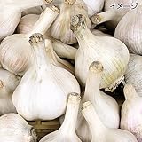 国華園　ニンニク種球　霧島ニンニク　500g