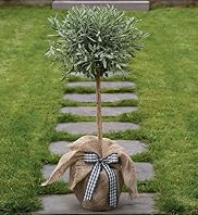 Lavender Tree