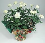 Potted White Miniature Rose Plant