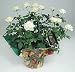 Potted White Miniature Rose Plant